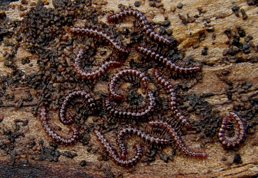Polydesmus sotto la corteccia